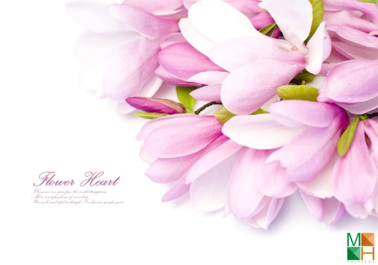 Tranh dán tường Hàn Quốc tại Hà Nội hoa mộc lan FW - 051